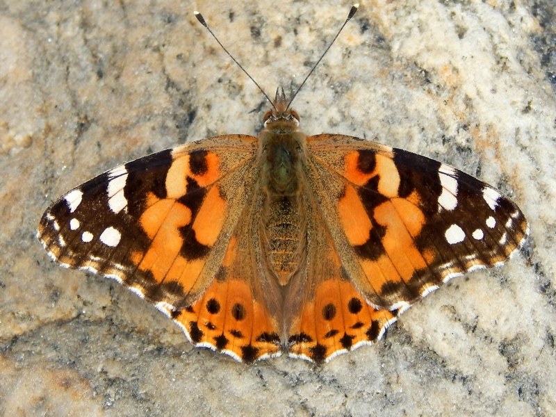 Immagini dal Parco del Ticino